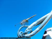 20100800_levanzo-sicilia_114.jpg