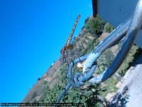 20100800_levanzo-sicilia_115.jpg