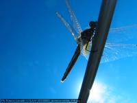 20100800_levanzo-sicilia_116.jpg