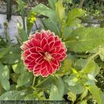 20250700_francia_274_giverny.jpg