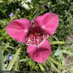 20250700_francia_276_giverny.jpg