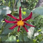20250700_francia_277_giverny.jpg