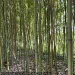 20250700_francia_279_giverny.jpg
