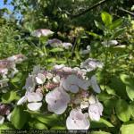 20250700_francia_288_giverny.jpg