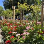 20250700_francia_290_giverny.jpg
